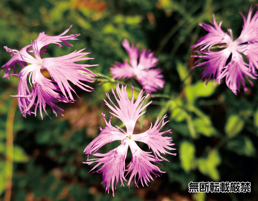 カワラナデシコ