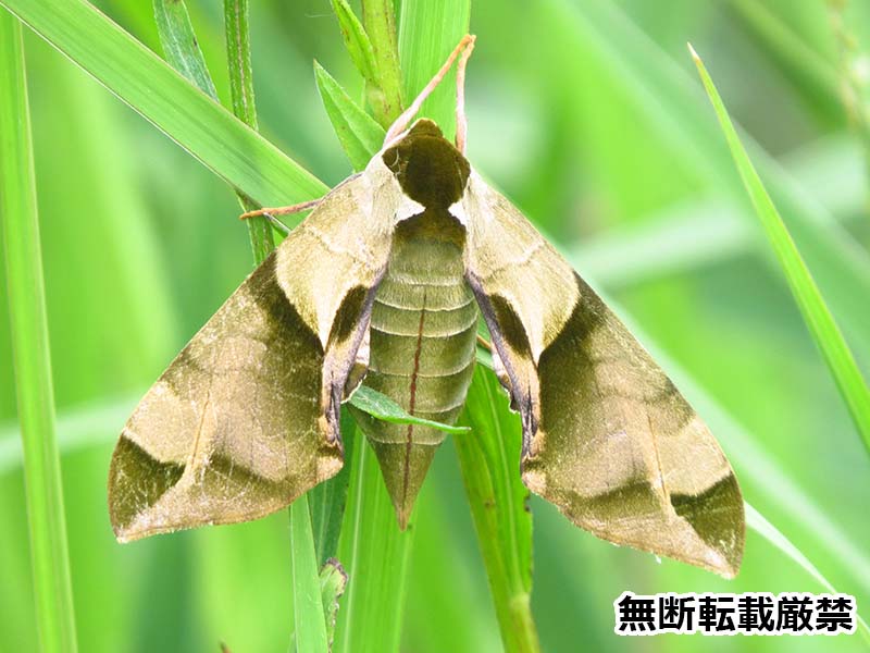 オオシモフリスズメガ