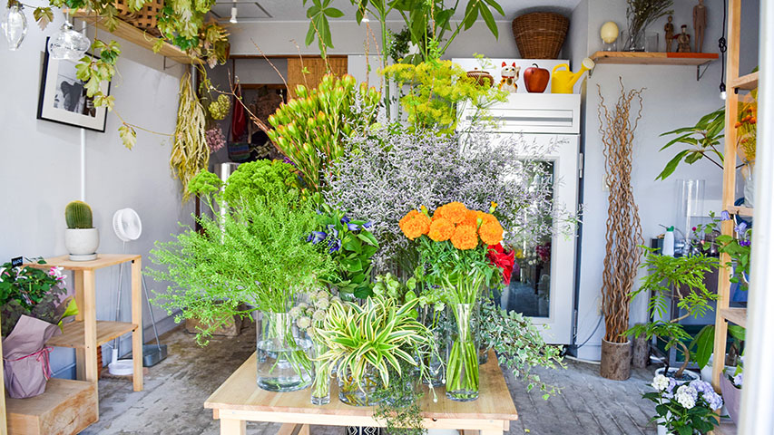 イルイラン盆栽