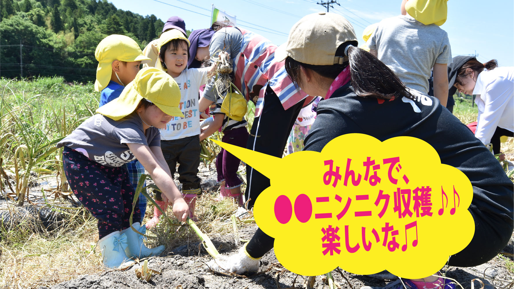 サムライニンニク収穫