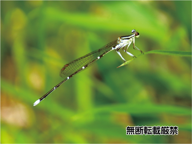 モノサシトンボ