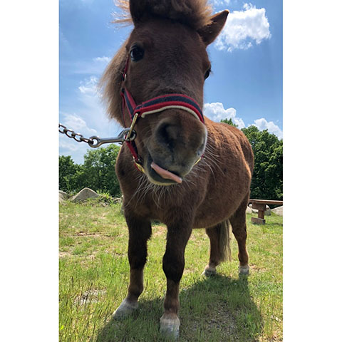 乗馬クラブクレイン