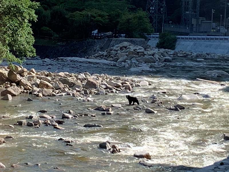 東広島クマ出没情報