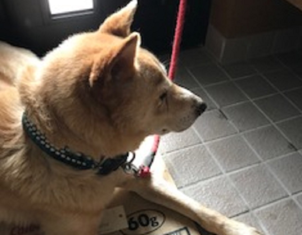 探しています飼い主