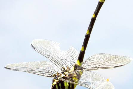 トンボの熱中症対策アイ
