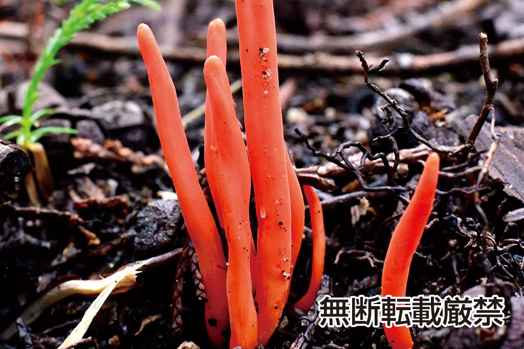 ベニナギナタタケ