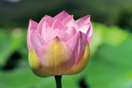 レンコン畑アイ