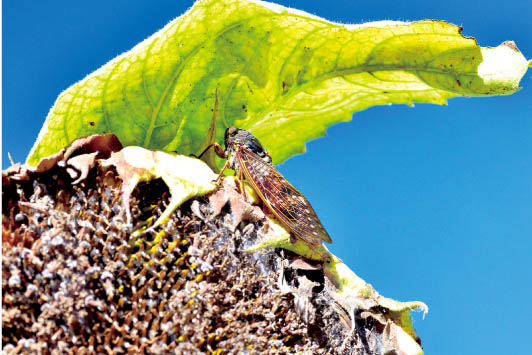 厳しい残暑アイ