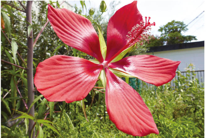 赤いプロペラアイ