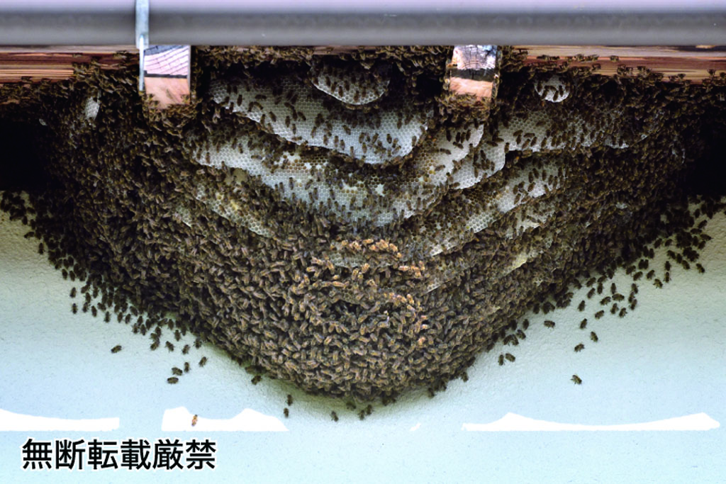 ミツバチの巣