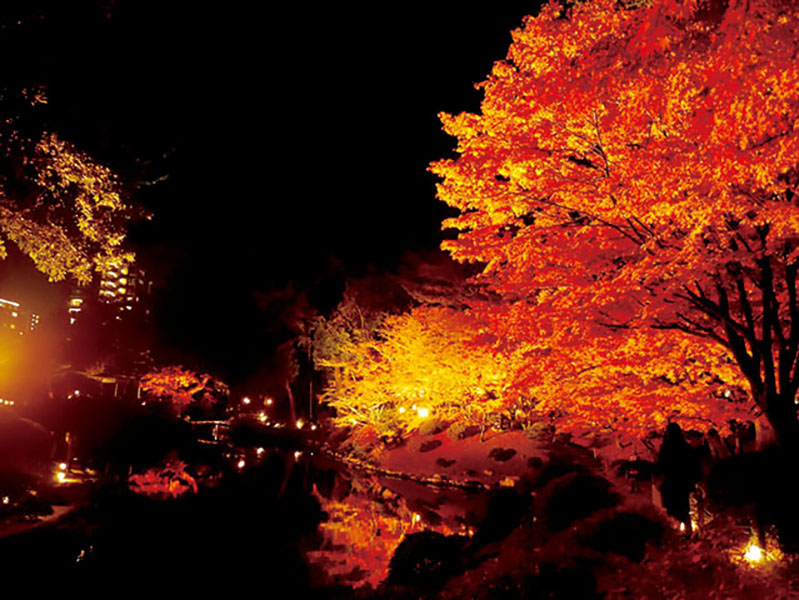 紅葉　国広作品 ライトアップされた紅葉が水面に映る 漆黒の暗闇に映える、幻想的な