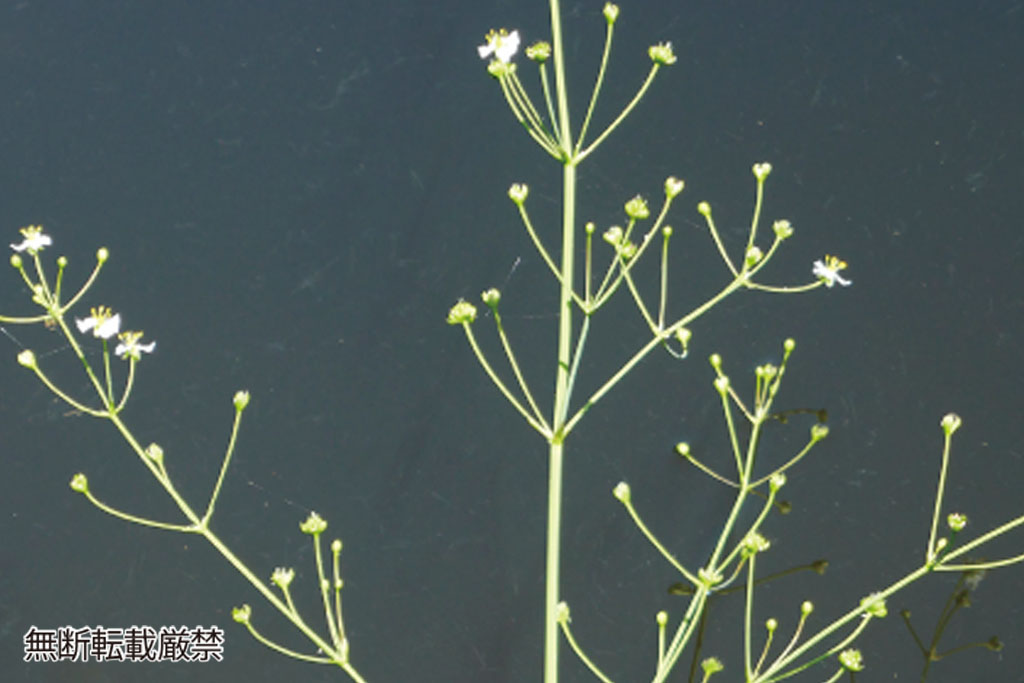 マルバオモダカ