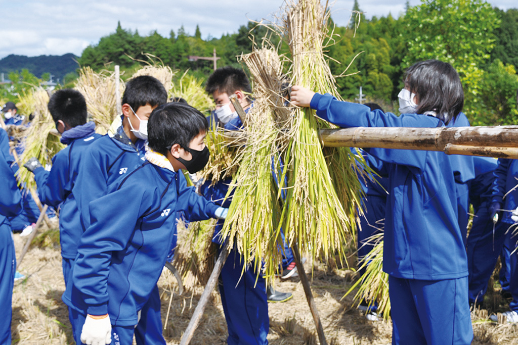 近大付属稲刈り