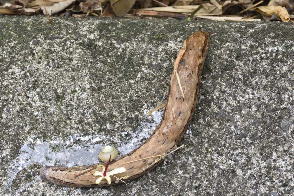 巨大ナメクジ