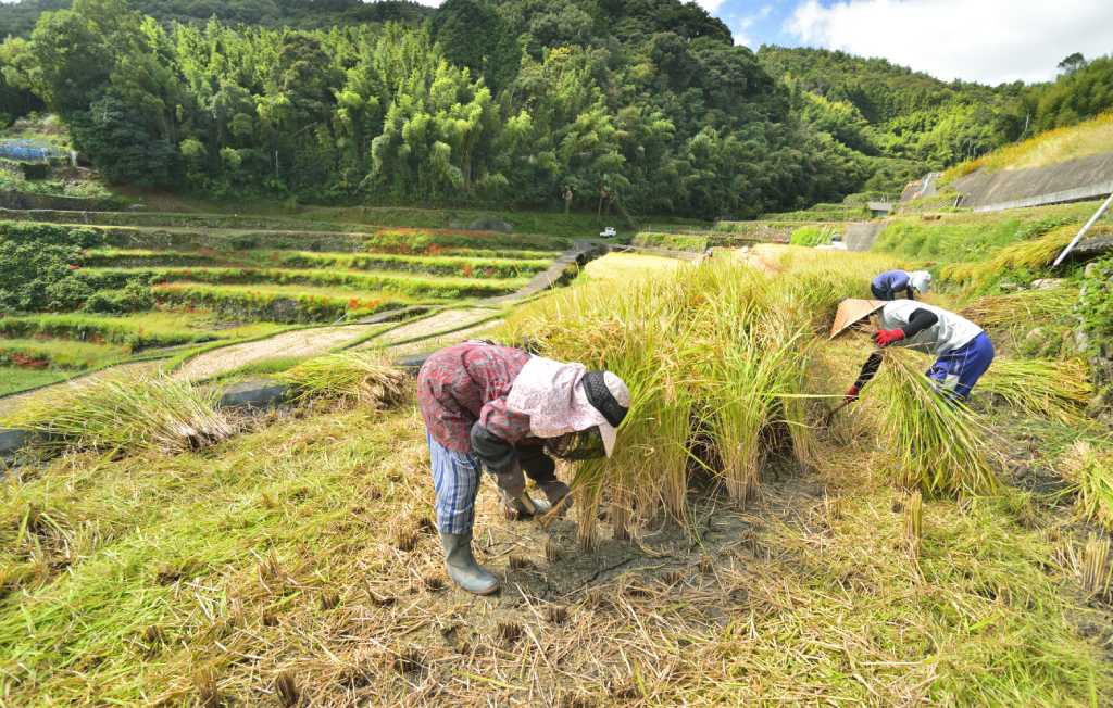 棚田の稲刈り
