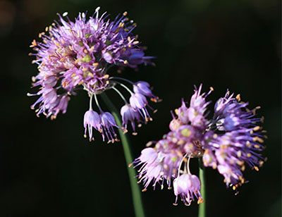 みんぷらラッキョウのそっくりさん