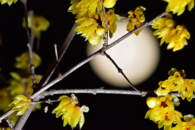 みんぷら1月の満月0218ai