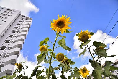 みんぷらひまわり0121ai