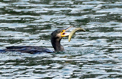 みんぷらカワウ0225ai