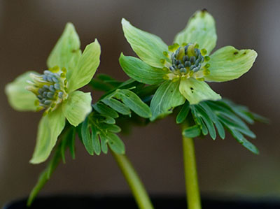 みんぷらセツブンソウ0218ai