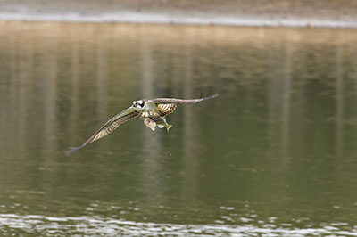 みんぷらミサゴ0211ai