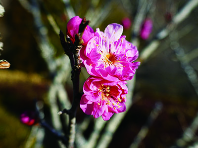 みんぷら寒紅梅0218ai