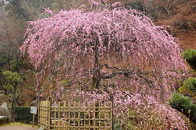 差し替えdejitaru