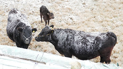 みんぷら干支に雪0204ai