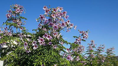 みんぷら皇帝ダリア