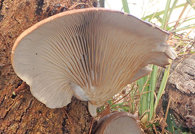 みんぷら真冬のキノコ0225ai