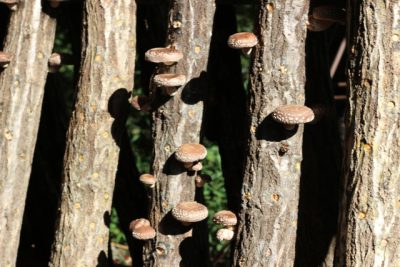 里山資源マイスター