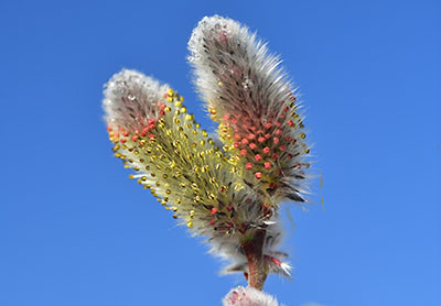 みんぷらネコヤナギ0318