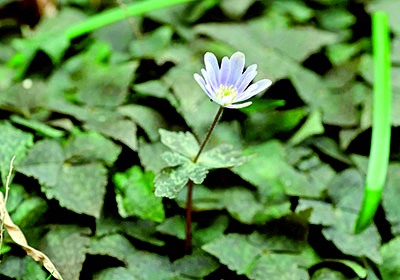 みんぷらユキワリイチゲ0318