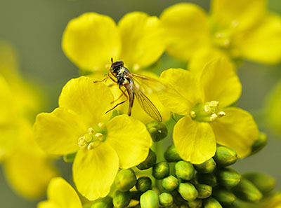 みんぷら啓蟄0325