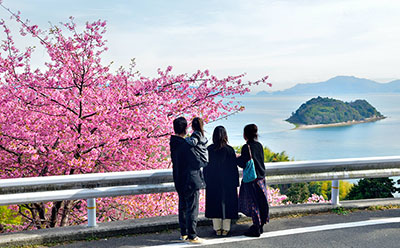 みんぷら河津桜0318