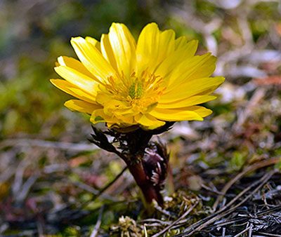 みんぷら福寿草0304