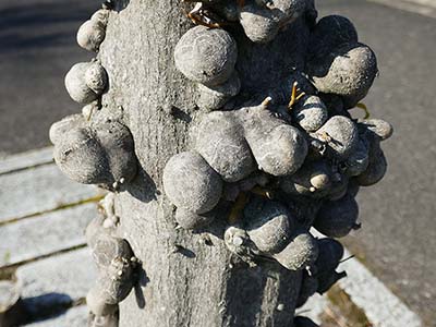 みんぷら護身のコブ0311