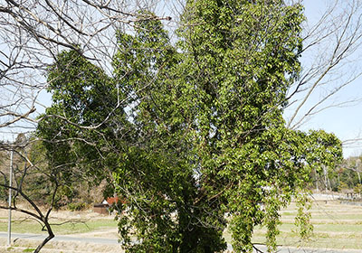 みんぷら防寒コート0318