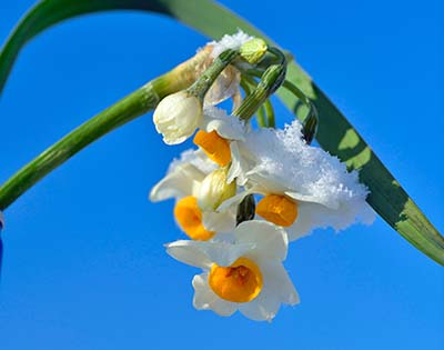 みんぷら雪中花0311