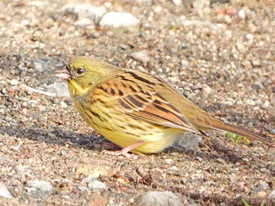 みんぷら黄色い鳥0311