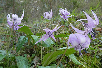 みんぷらカタクリ0422