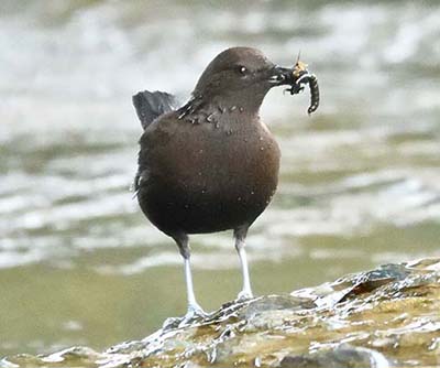 みんぷらカワガラス0408