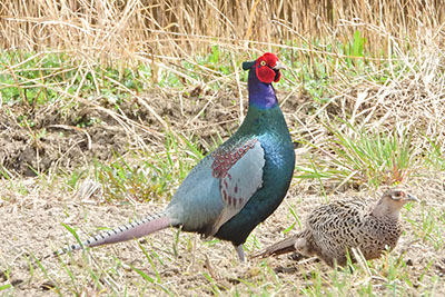 みんぷらキジ警戒中0408