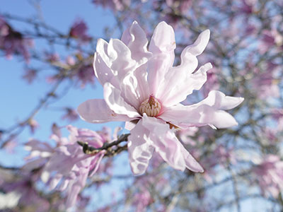 みんぷらベニコブシ0429