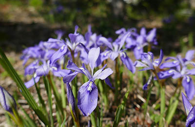 みんぷらエヒメアヤメ0527