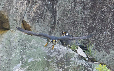 みんぷらハヤブサ0520