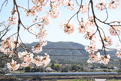 みんぷら桜とさくら0513