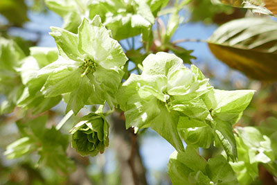 みんぷら緑色の桜0513