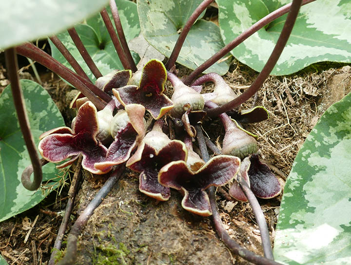 みんぷら花と思えない花0527