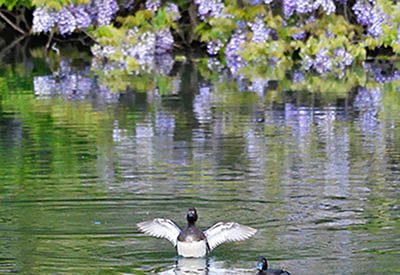 みんぷら藤とカモ0527